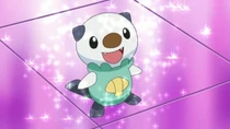 Oshawott de Ash