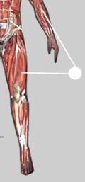ModifiedKeratin.png