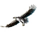 Item seaeagle 01