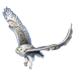 Snowy Owl
