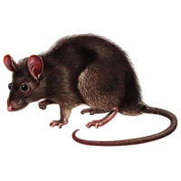 Huge item brownrat 01.png