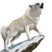Tundra Wolf