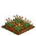 Sun Poppy 66