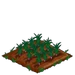 Long Onion 33
