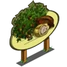 Giant Cocoa Tree