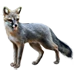 Item grayfox 01