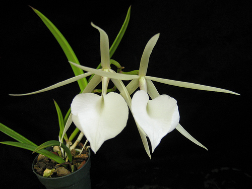 Brassavola Nodosa