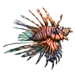 Lionfish