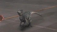 Velociraptor