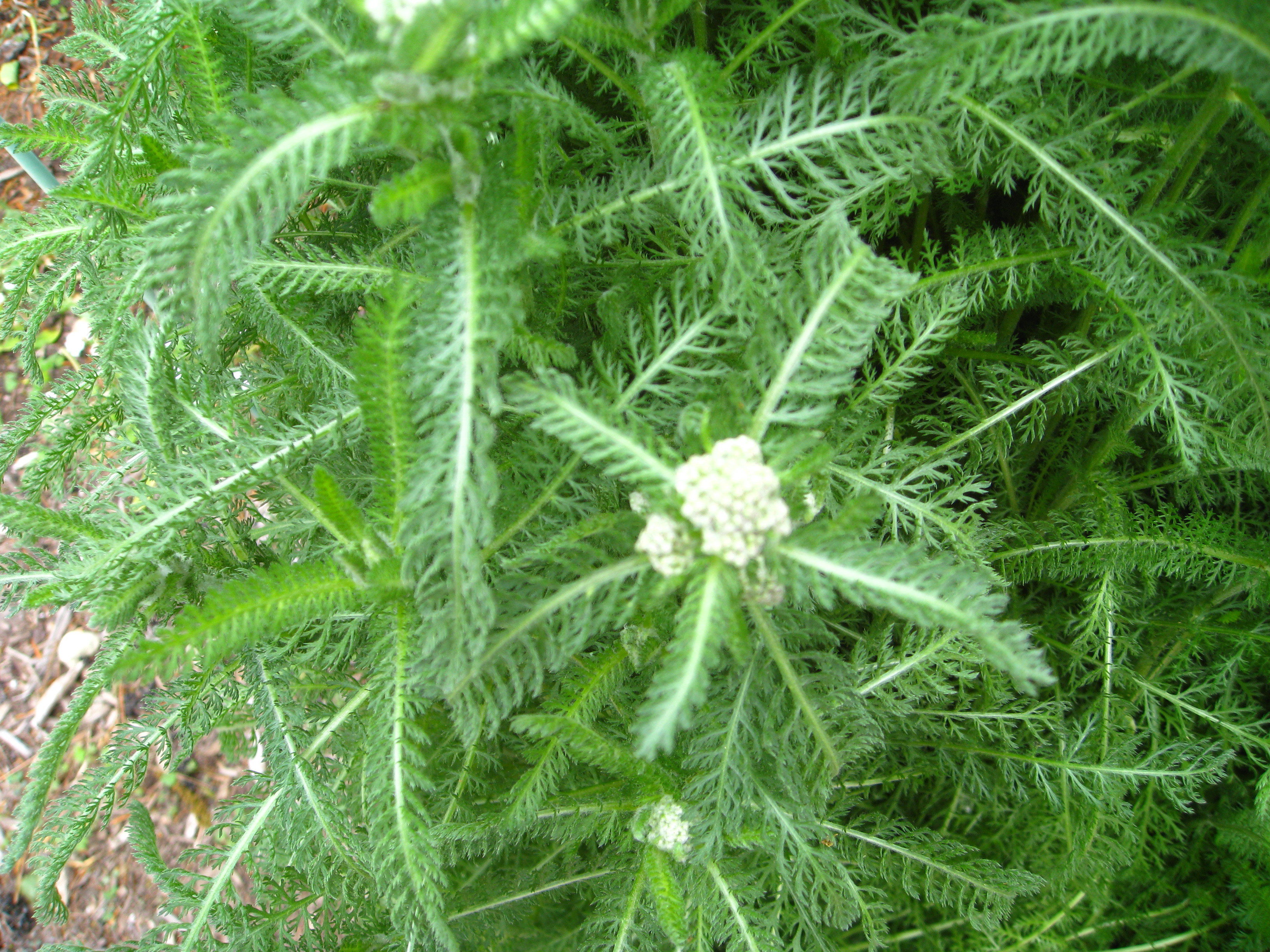 What Is Yarrow