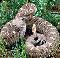 Rattlesnake