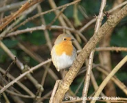 Robin