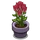 Tulips-icon.png