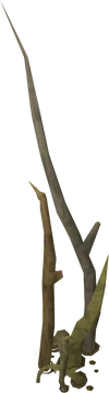 Tree Roots