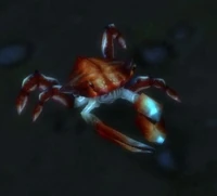 Image of Canal Crab