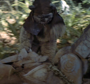 Ewok foot hacker
