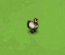 Gray hen.png