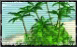 Oasis icon big
