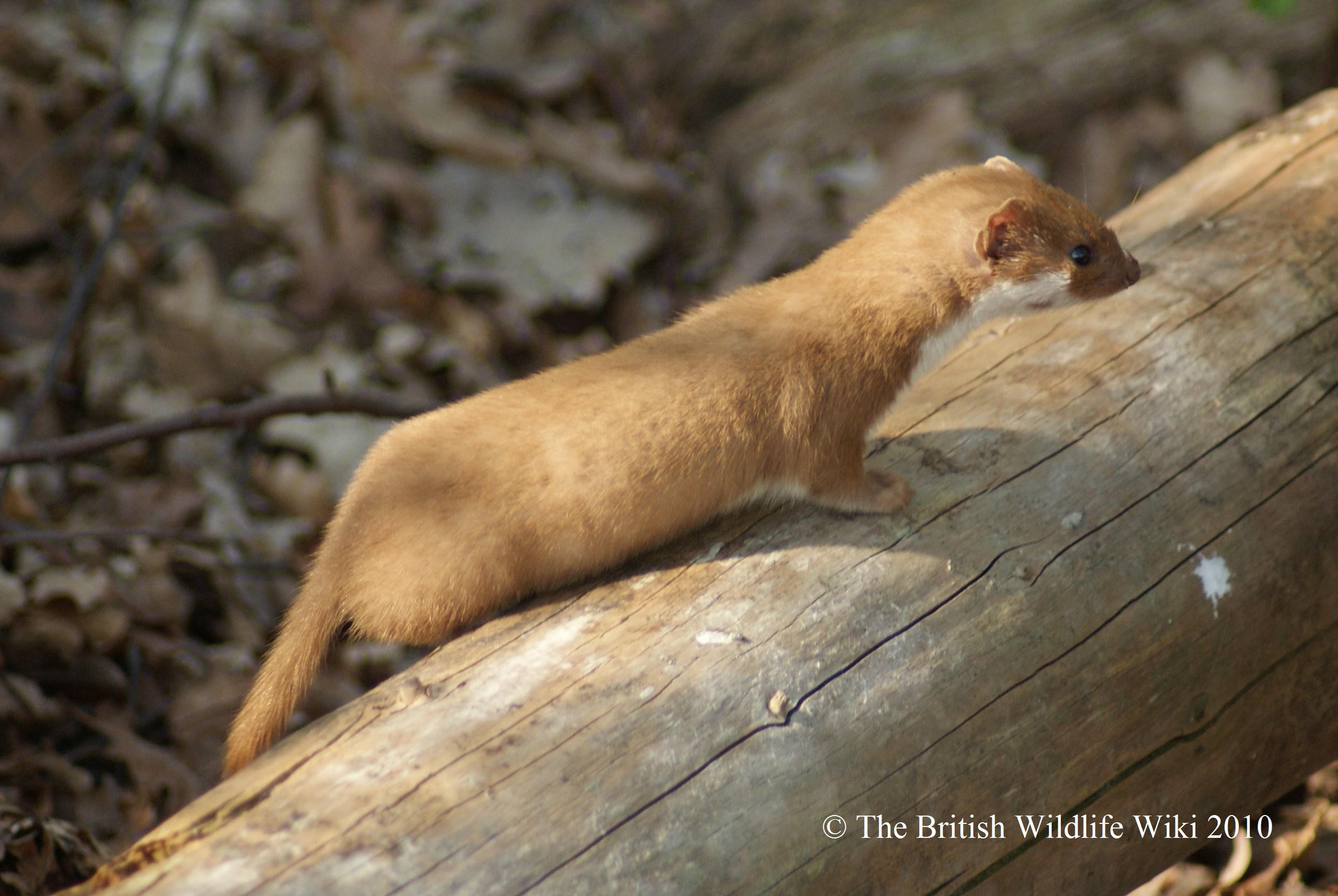 Brown Weasel