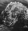 62Godzilla2