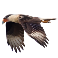 Huge item caracara 01.png