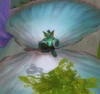 Gilblin Hoarder