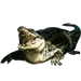 Item cubancrocodile 01.png