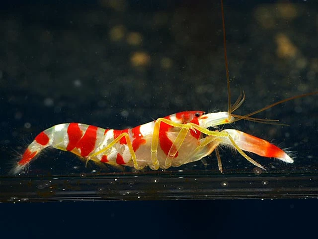 Shrimp In Ocean