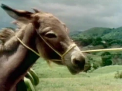 Film.Burro.jpg