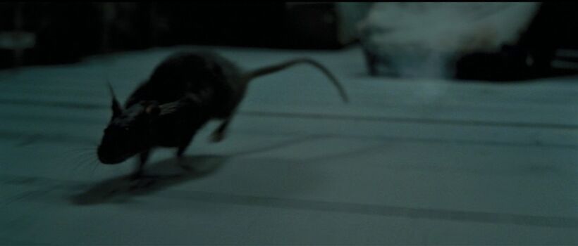 Scabbers The Rat.jpg