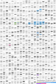Thumb Stiftungspublikation