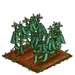 English Pea 100