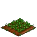 Radish 33