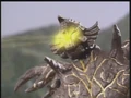 Godzillaislandstory1610