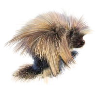 Huge item northamericanporcupine 01.png