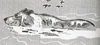Habu swimming