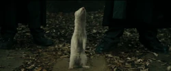 Dracoferret