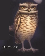 Dew