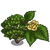 Wych Elm-icon.png