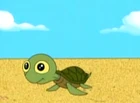 Young turtle