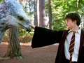 Harry buckbeak5.jpg