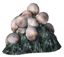 Mirelurk Eggs
