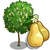European Pear Tree-icon.png