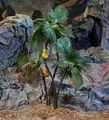 Kaferian apple.jpg