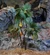 Kaferian apple