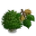 European Beech-icon