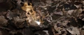 DH1 The unbeatable Horcrux Locket.jpg