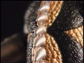 Episode05 Gigan03