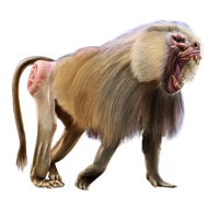 Huge item hamadryasbaboon 01.png