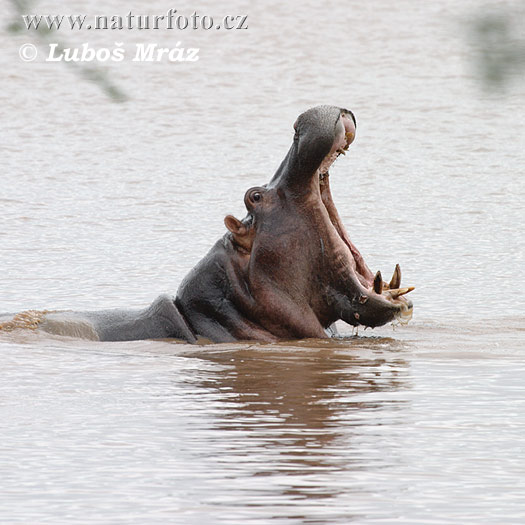 deadly hippos
